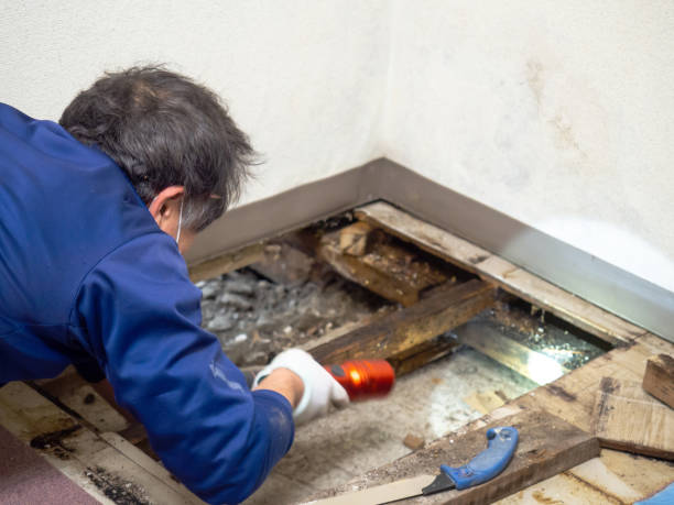 Best Mold Removal and Inspection  in Pines Lake, NJ