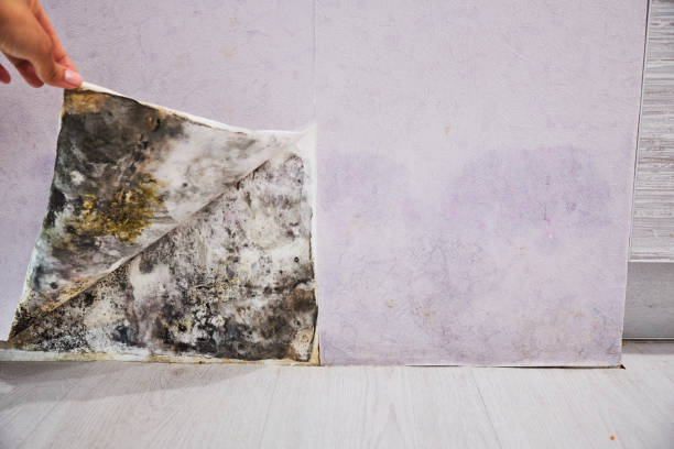 Mold Removal and Inspection in Pines Lake, NJ
